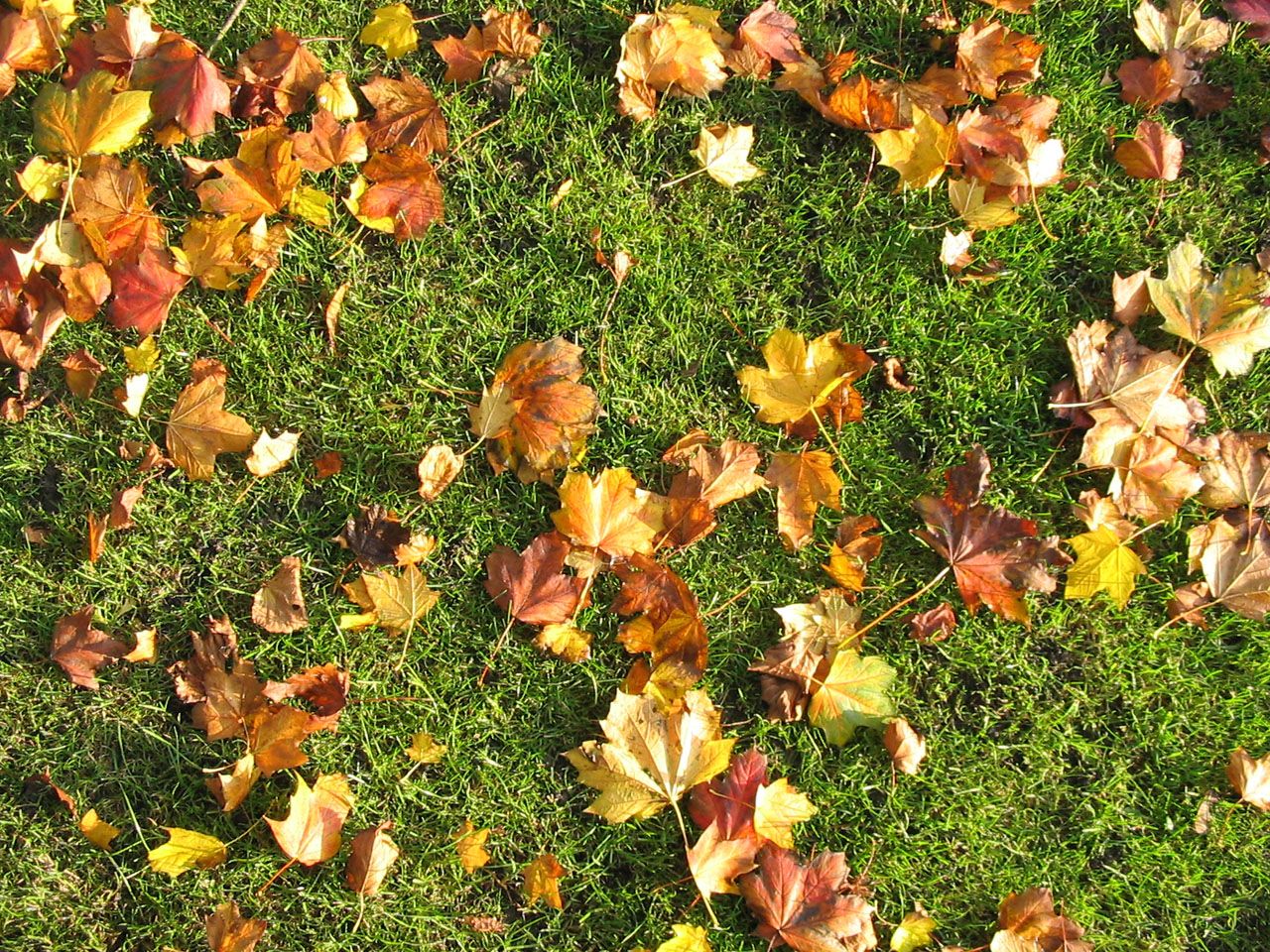 autumn-leaves.jpg