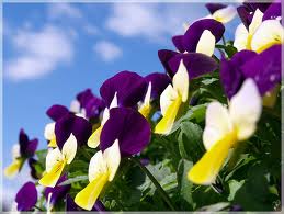 purple pansy