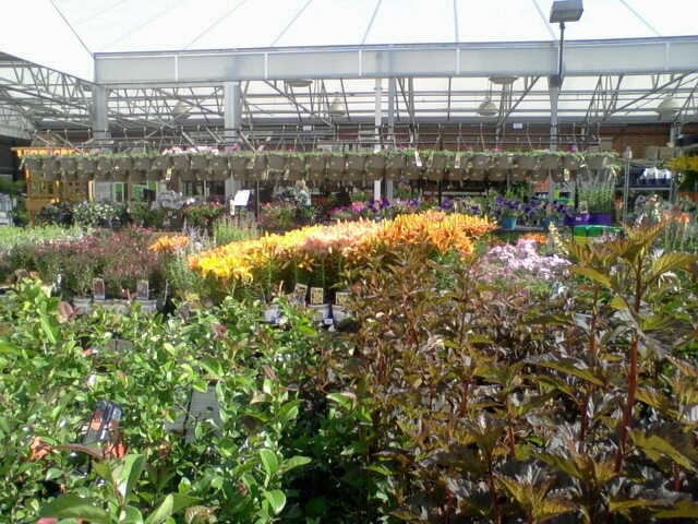 flowers @ Lowes
