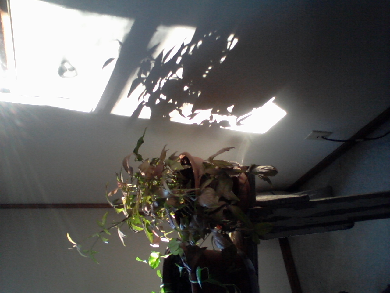 shadows of plant