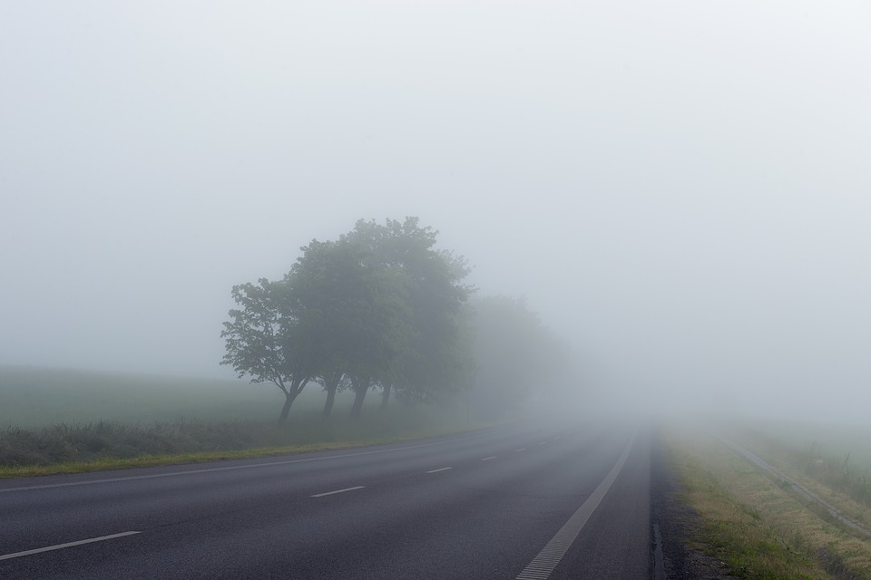 foggy road - trees