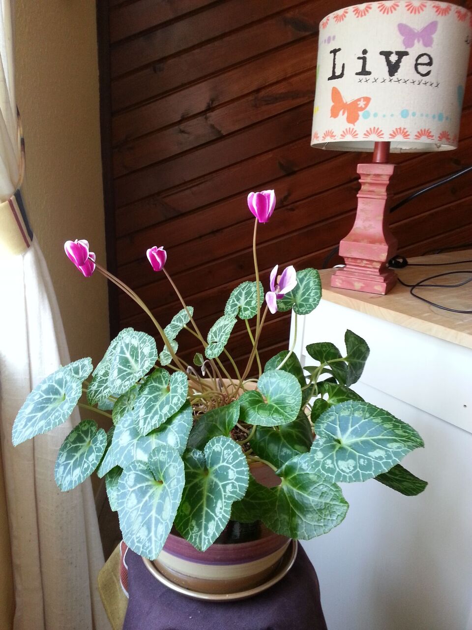 cyclamen