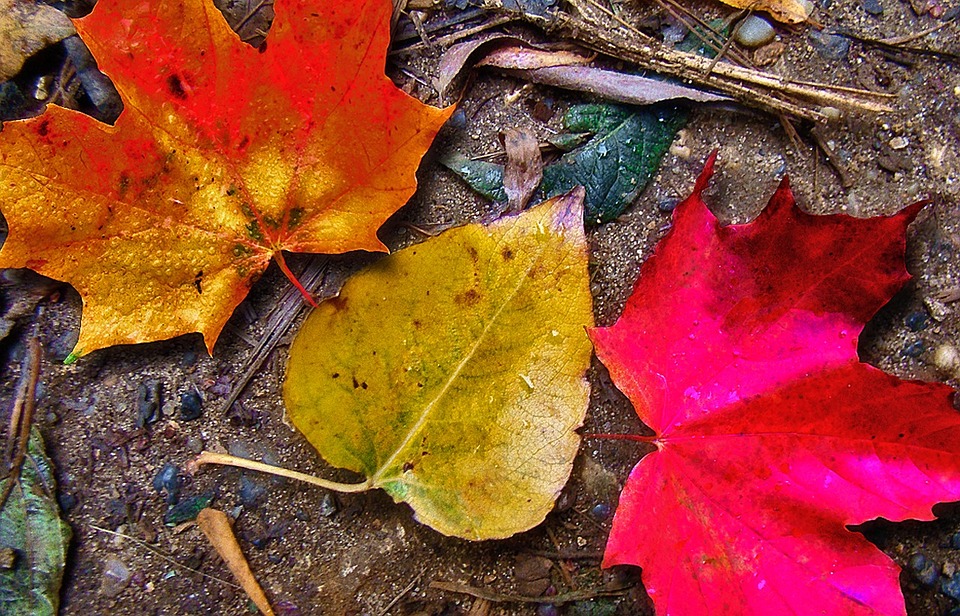 leaves-falling-autumn