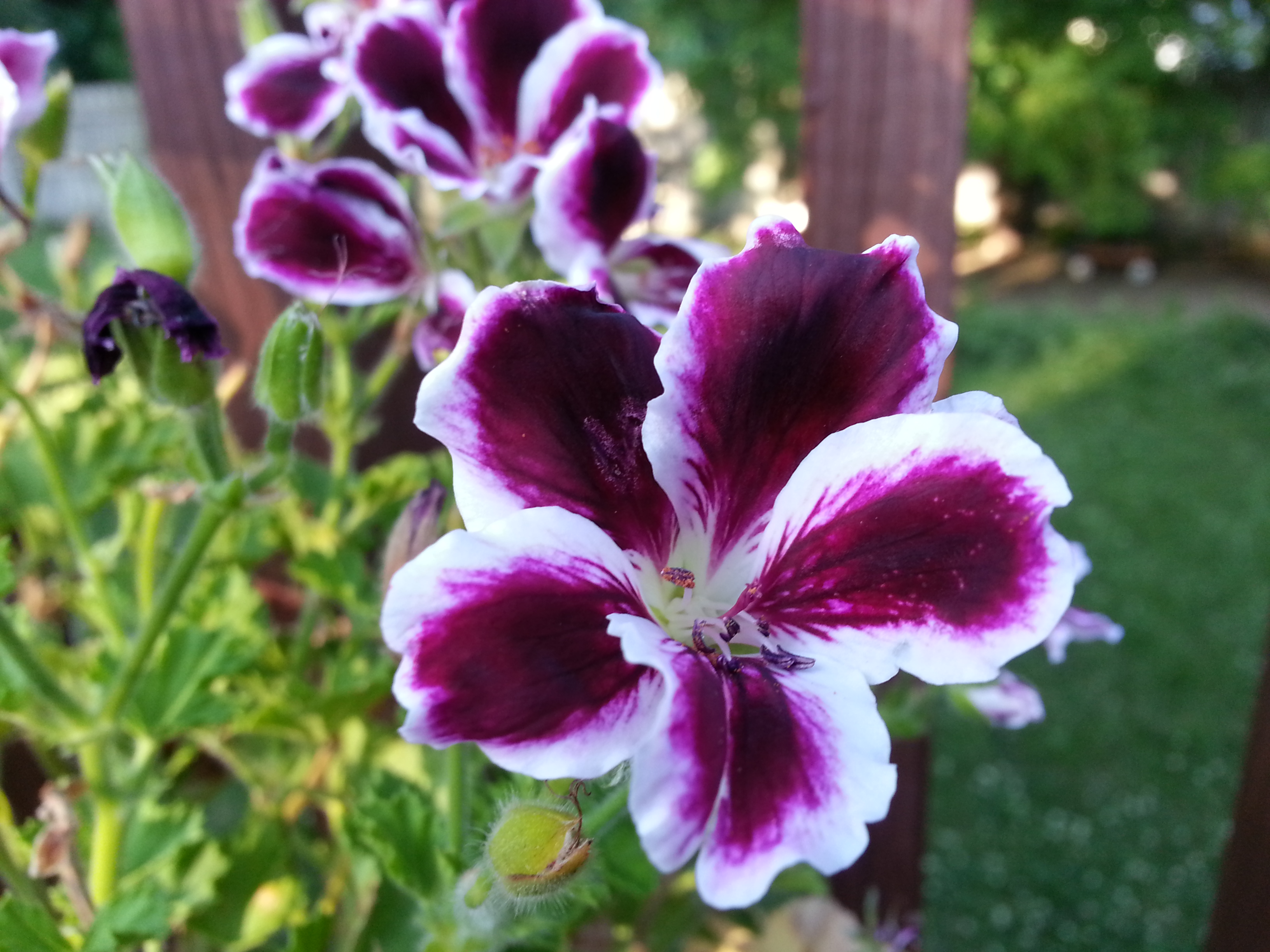 Martha Washington geranium