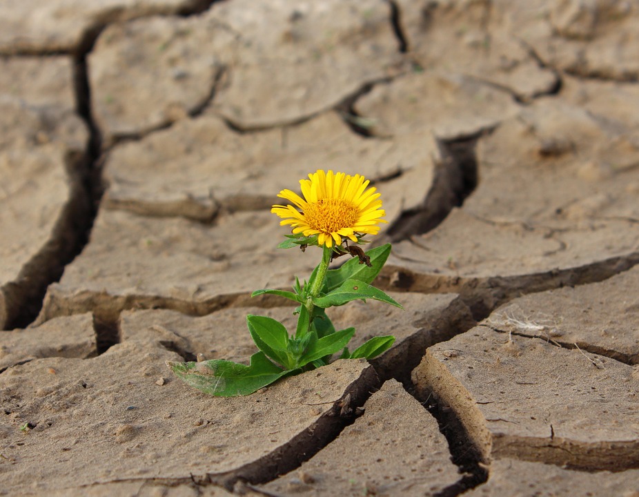 flower in cement