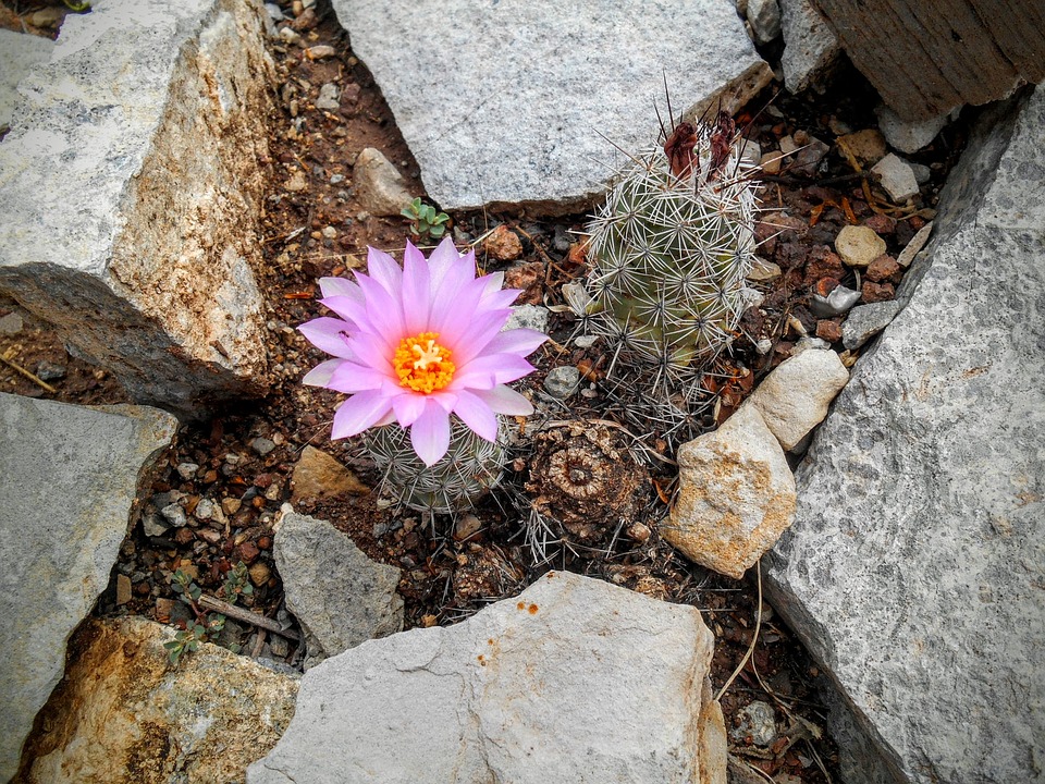 flower cactus