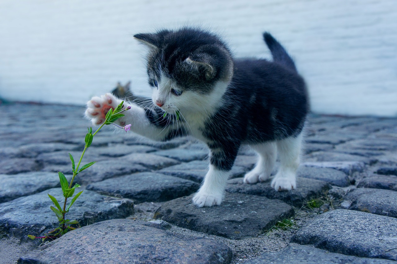 black and white kitten