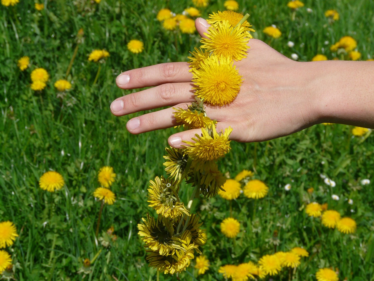 dandelion on hand