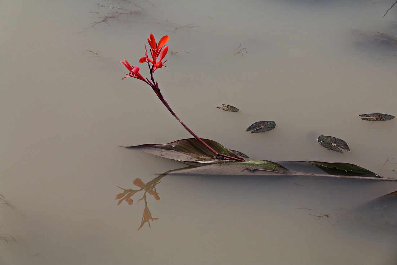 dead petals in water