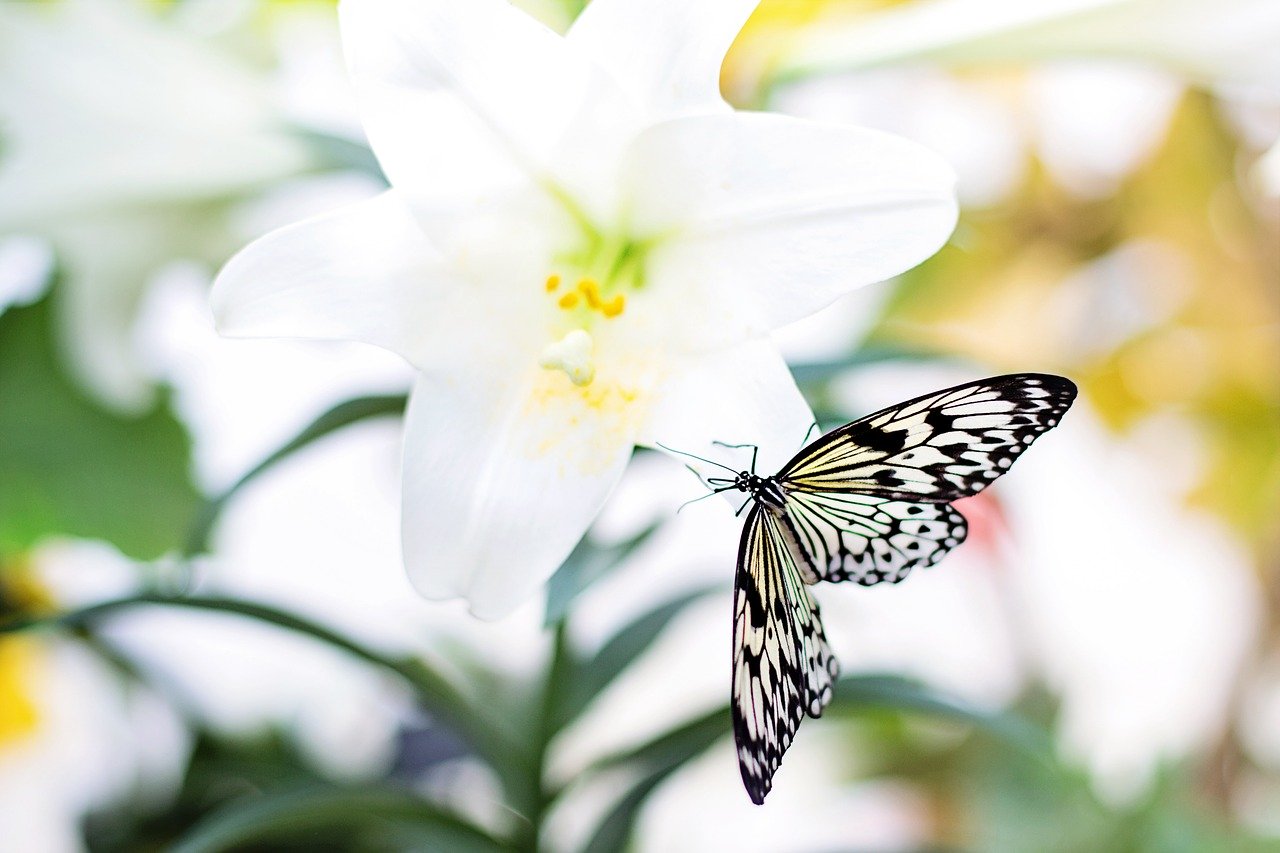 Easter lily - butterfly