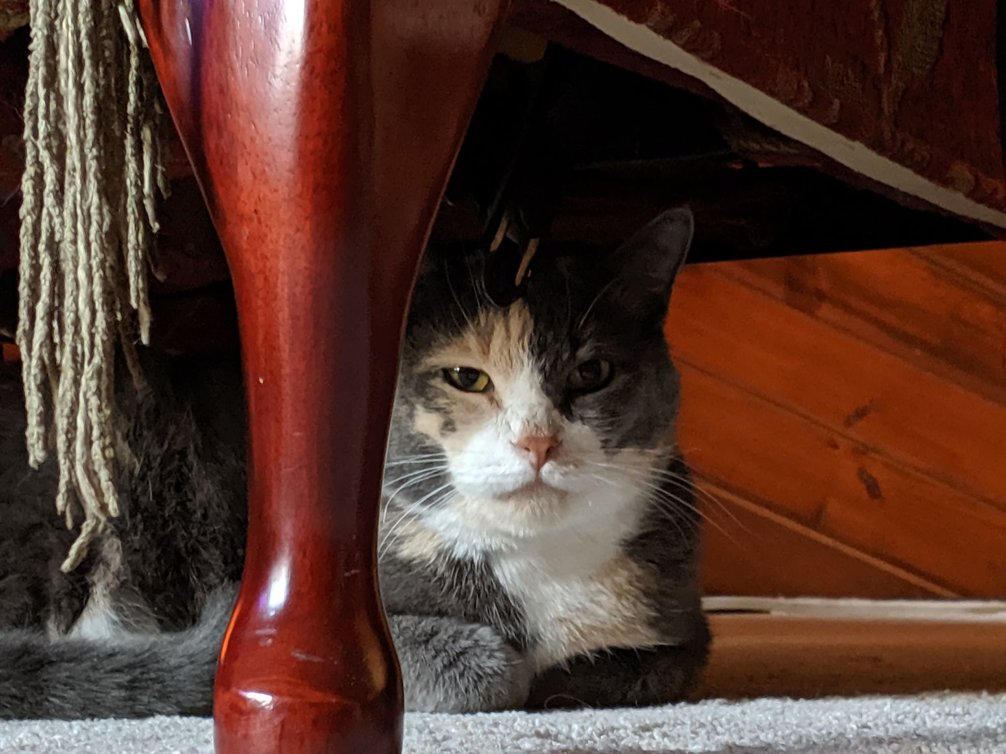 Peppernut under chair