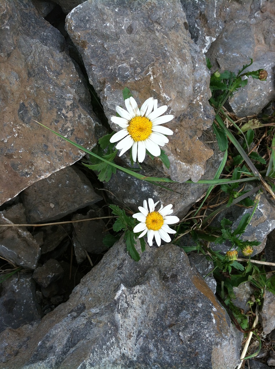 Perseverance of Daisies in Rock