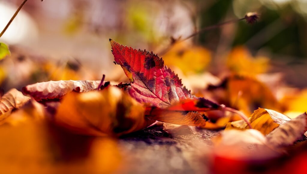 Group of colorful autumn leaves