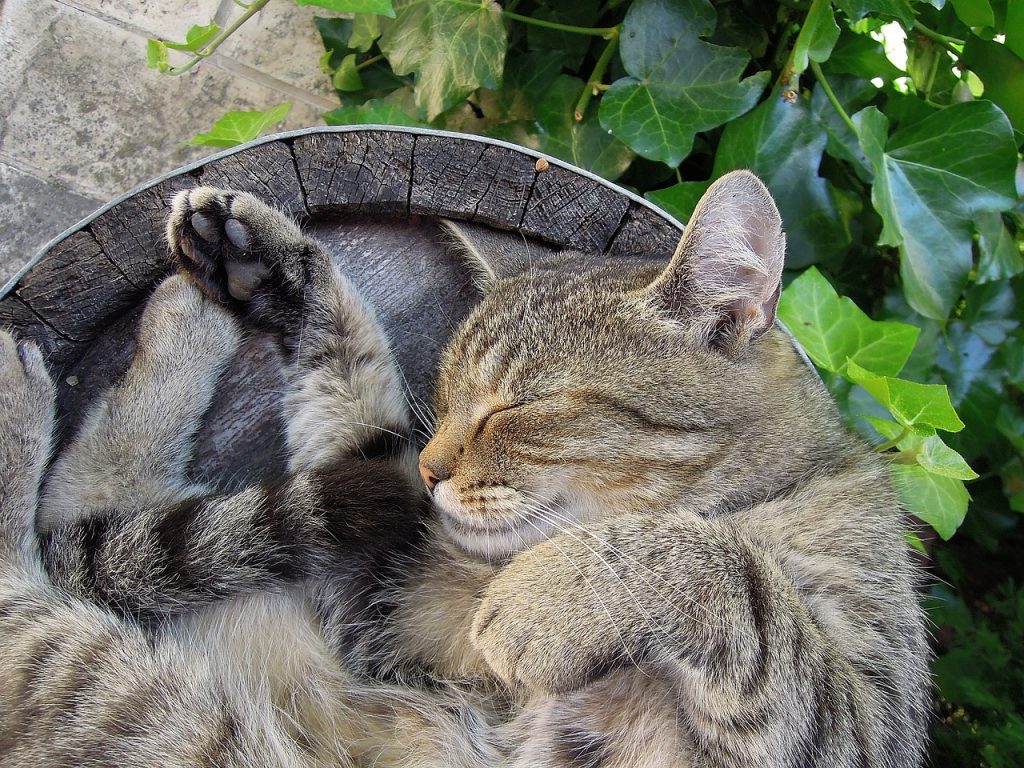 tabby cat asleep in top of wooden barrel 