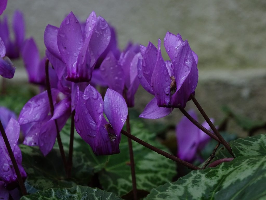 purple cyclamen, green plant background