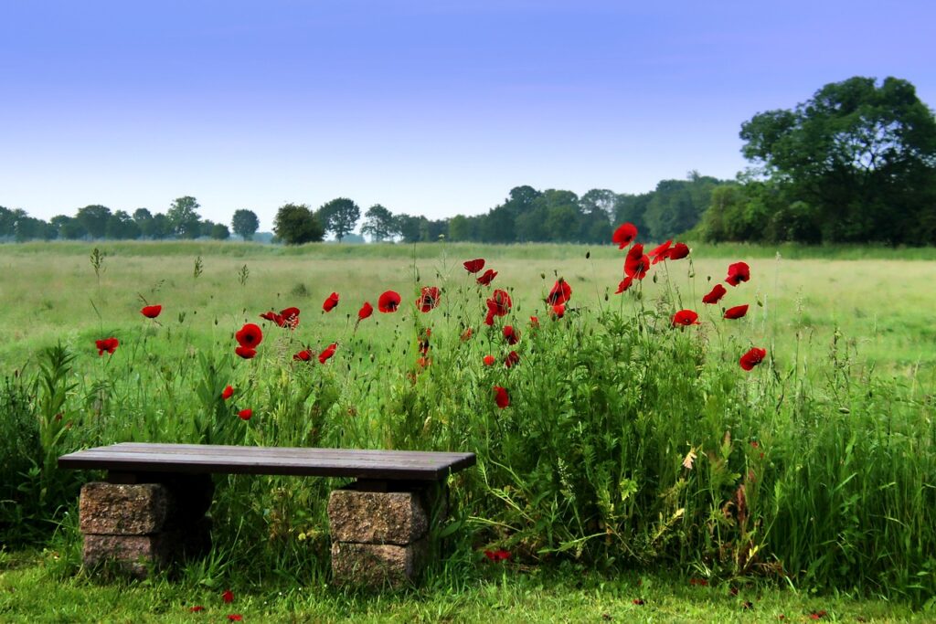 red poppies, wooden bench, peaceful field, blue sky, restful image