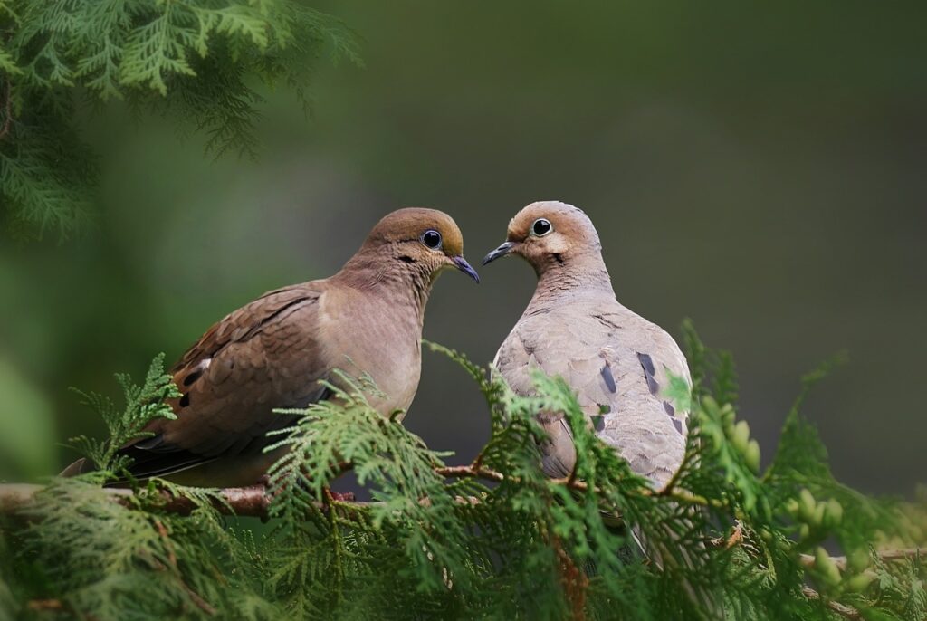 Image of mourning doves - God's protective care.