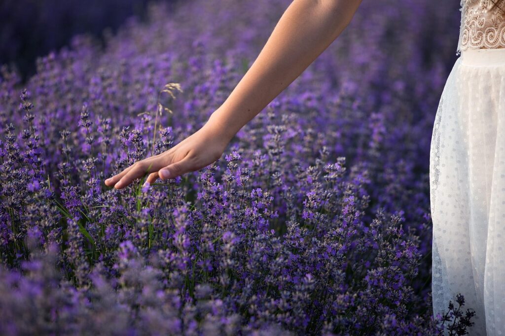 touching lavender