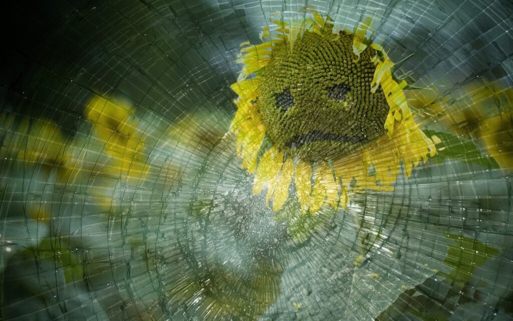 sad sunflower sad sunflower image on broken glass