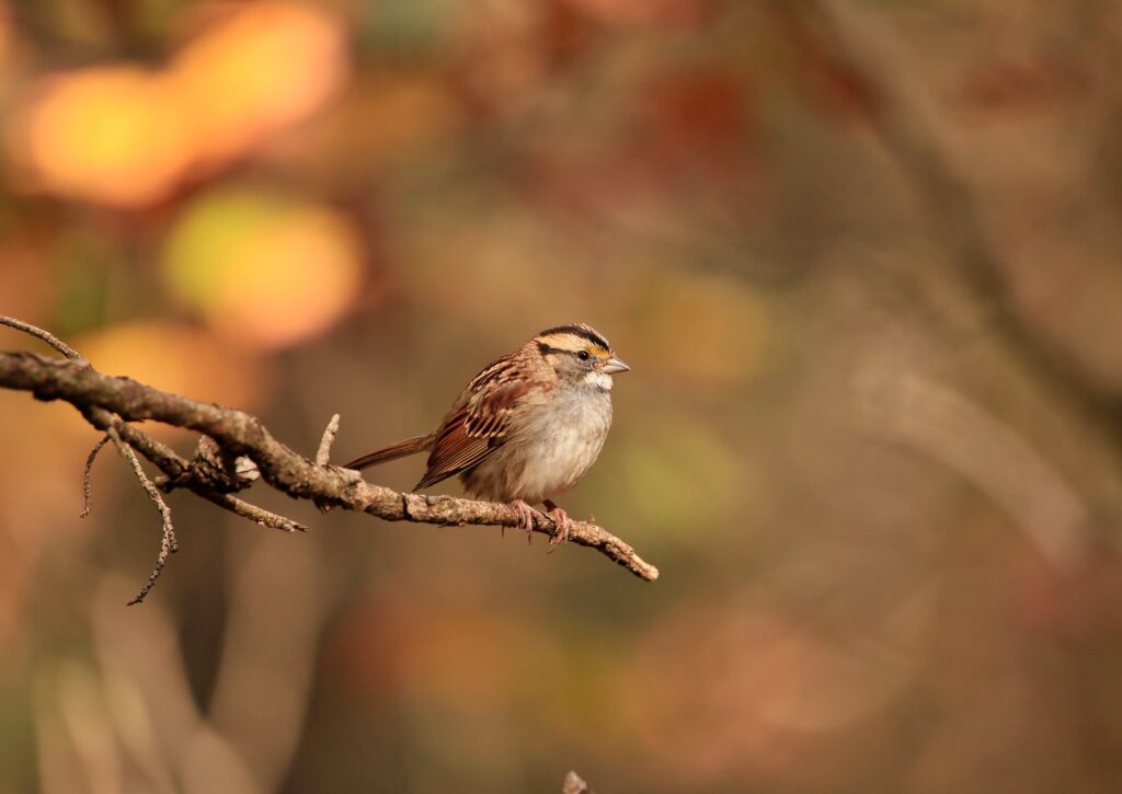 sparrow sparrow seated on a branch