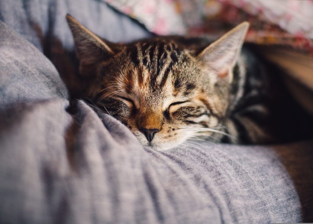 kavowo-cat-4189697 tabby kitten sleeping on gray blanket